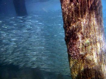 even the small fish under a jetty can make stunning images by Hoslo Jiwa 